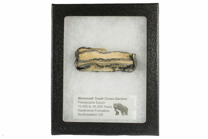 Mammoth Molar Slice with Case - South Carolina #193852